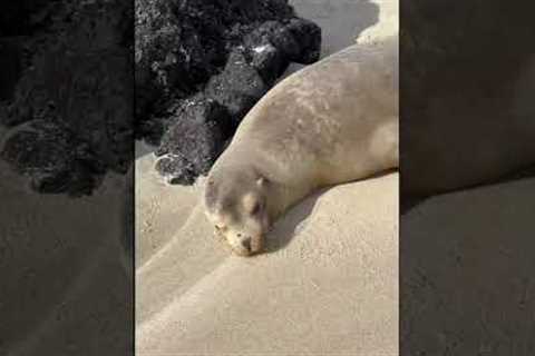 Hadn't Expected This! Galapagos Cruise Part 9 #Shorts