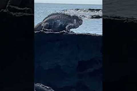 Galápagos Penguins &amp; Marine Iguanas: Galapagos Cruise Part 10 #shorts