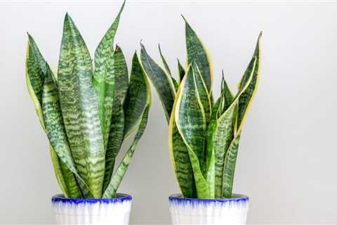 10 Must-Have Indoor Plants To Liven Up Your Entryway
