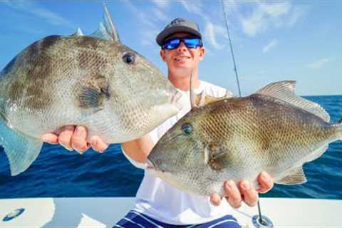 OCEAN Triggerfish! Catch Clean Cook- Panama City Deep Sea Fishing