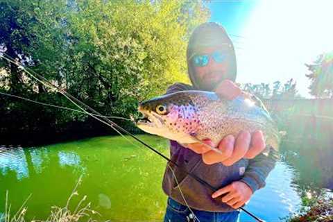 Urban Fly Fishing for BEAUTIFUL TROUT
