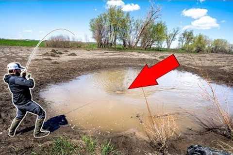 Catching GIANT Fish in TINY PUDDLE!!! (CATCH CLEAN COOK)