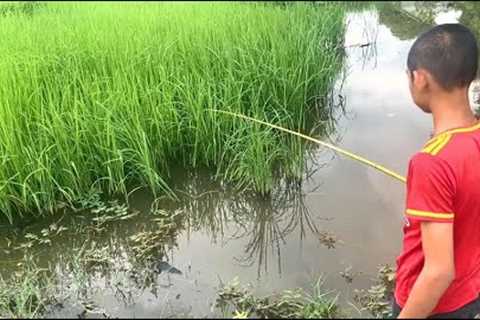 Traditional hook fishing in Beautiful Nature | Best hook fishing in Rice field