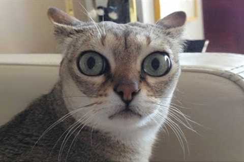 Funny animals - Funny cats / dogs - Funny animal videos 251