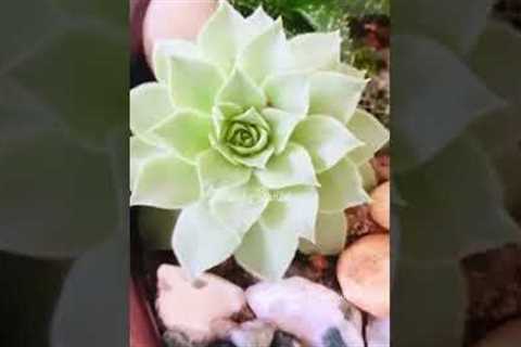 Mini Garden/Succulent Malayalam/Gardening/indoor plant decor ideas/ plants Malayalam / Plant stories