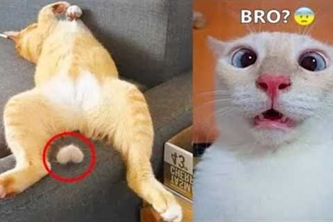 Funnels Animal Dog anb Cat | Best funny video in 2022 😆 😂 2 #nowsuanimalhouse_hgb #funnyanimals..
