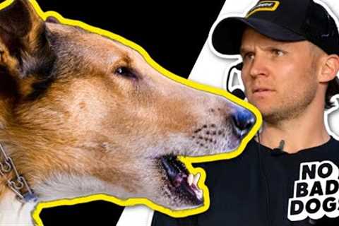 THIS DOGS OWNER DIED NOW HE NEEDS HELP TRAINING