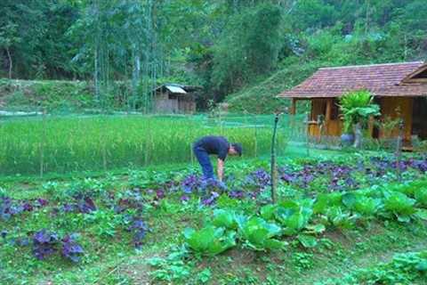 The purple sweet potatoes in the garden are about to be harvested, Weeding and cooking wild potatoes