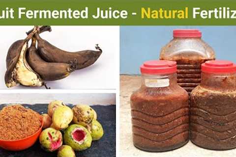 Fruit Fermented Juice with Guava and Banana - Natural Fertilizer | Trust Me
