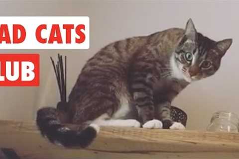 Bad Cats Club | Funny Cat Video Compilation 2020