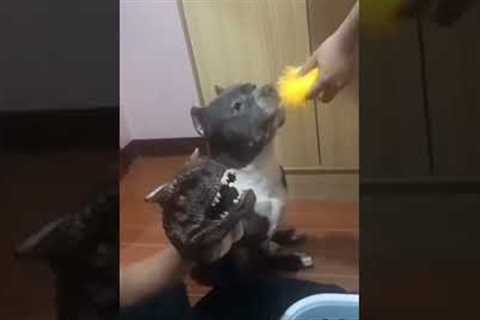 This is how you train your dog | Dog Training | Funny Dogs | Animal Videos | Just for Fun #shorts