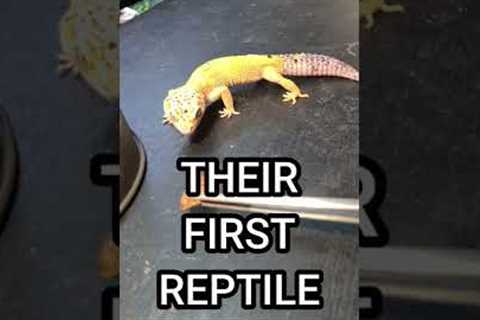 This Might Be The Best Beginner Reptile! 🦎#shorts