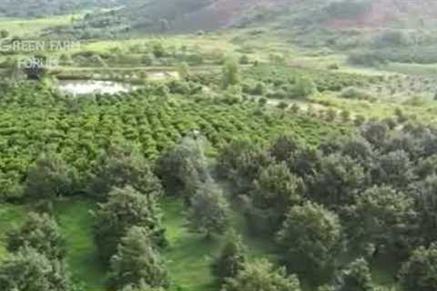 Smart farming innovation | #Durian farms 💦 #spraying #Drone #innovation #technology