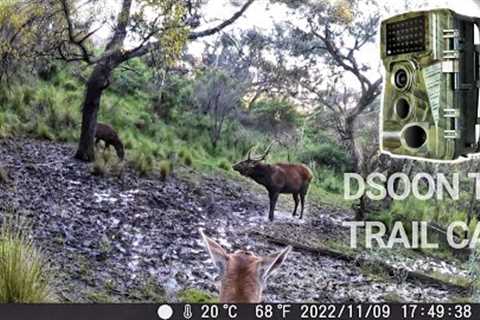 Sambar Deer Wallow Behaviour - Dsoon T3 Trail Camera