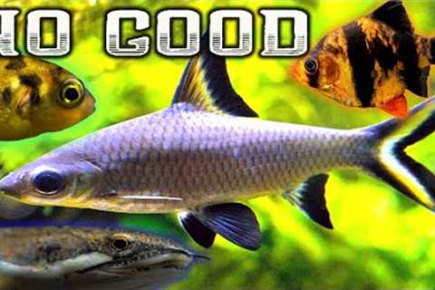 7 Terrible Fish for your Community Aquarium