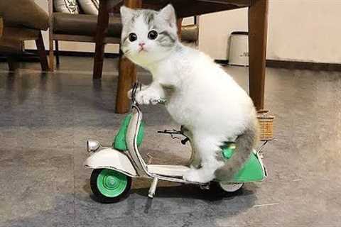 1 HOUR FUNNY CATS COMPILATION 2022😂| Cute And Lovely Cat Videos 2022😹