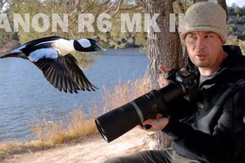 WILDLIFE PHOTOGRAPHY With The CANON R6 MK II &amp; 800 F11: Initial Impressions &amp; SURPRISING..