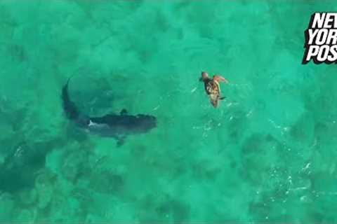WATCH: Turtle fights off shark during ocean battle in western Australia | New York Post