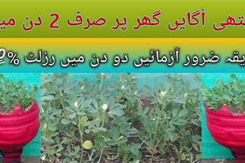 How to grow fenugreek from seeds/fenugreek grow in just 2 days at home/Grow methi/grow methi &amp;..