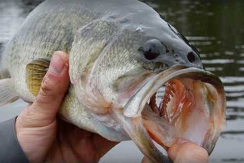 Bass Fishing &amp; We Lost A GIANT! | Addicted Life Ep. #5 😮
