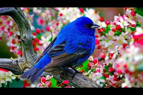 Beautiful Relaxing Music 🌿 Piano Music, Positive Energy, Study and Work Reduce Stress #3