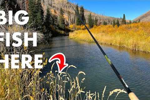 Fishing a Small Stream With BIG Trout In It—New PB! (Tenkara Fly Fishing)