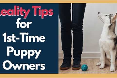 New Puppy Training - Helpful Reality Tips For First Time Dog Owners