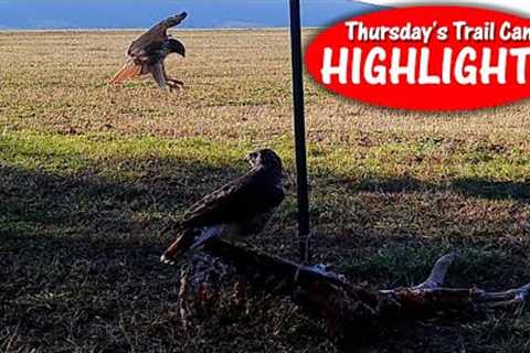 Scavengers from Land and Air: Nature's Clean-Up Crew! Thursday's Trail Cam Highlights 12.8.22