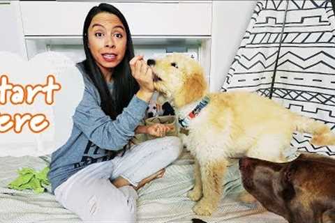 So You Got A Puppy... Teach These 3 Things *FIRST* (You'll thank me later)