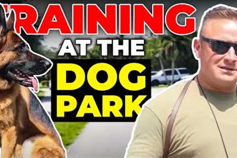 REACTIVE German Shepherd visits DOG PARK!