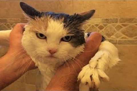 Funny animals - Funny cats / dogs - Funny animal videos / Best videos of November 2022