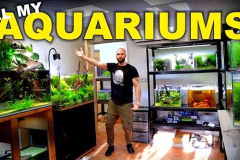 HUGE Fish Room Tour!! 49 Aquariums 2x Studios &amp; Feeding (must see!!) | MD Fish Tanks