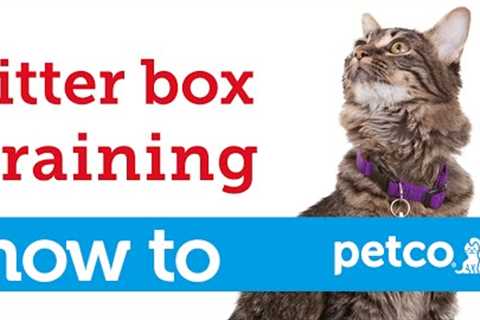 How to Train Your Cat to Use a Litter Box (Petco)
