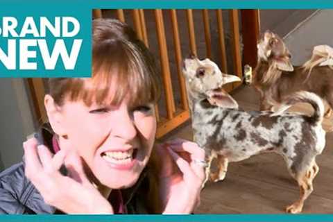 Terrible Two Have a Big Issue with Squealing | It's Me Or The Dog