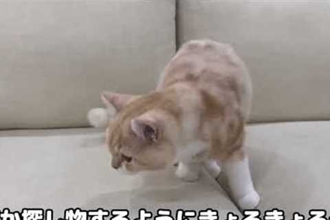 Cute And Lovely Cat Videos 2022😹|Funny cats compilation 2022|funny cat videos