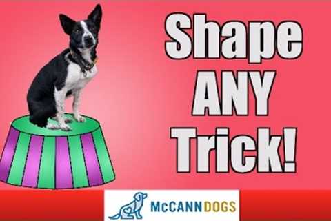 Learn How To Teach The Coolest Dog Tricks Using Shaping - Professional Dog Training Tips