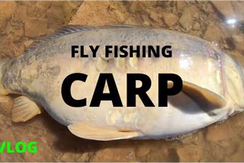 INSANE CARP FLY FISHING (also epic and sick)