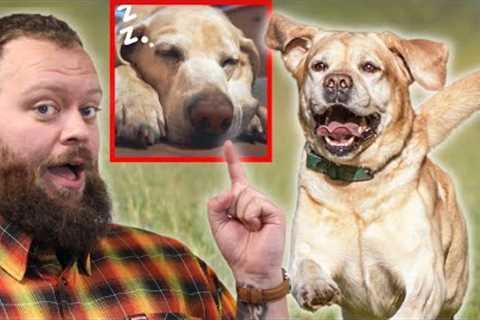 The Best Way To Tire Out Your Dog Fast