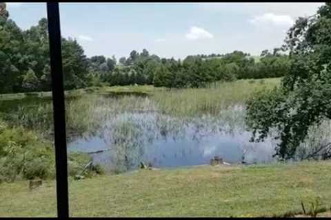 Pond fishing @ Hum Lilly Lake House