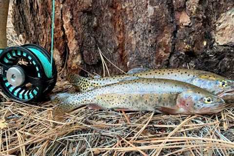Fly Fishing for Cutthroat Trout + Catch &amp; Cook