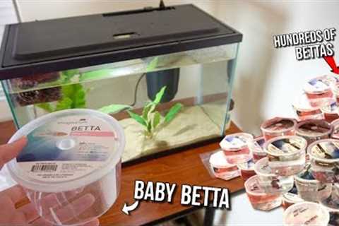 *CUTE* BABY BETTA FISH SHOPPING SPREE!! **NEW Baby BETTA FISH**