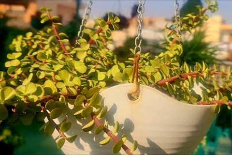 How to care for Jade plant in winter||Explore your hobbies!!!