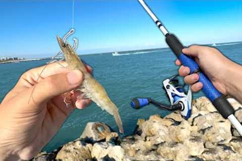 Eating Whatever I Catch.. LIVE SHRIMP Fishing (Catch and Cook)