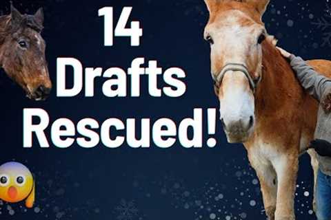 14 Drafts Saved - Horse Shelter Heroes S3E40