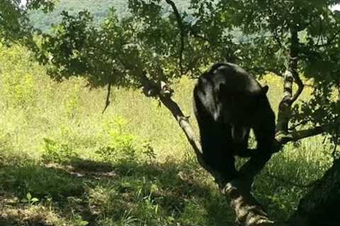 Hodgepodge Outdoors Wildlife on Trail Camera in the Blue Ridge Mountains of Virginia