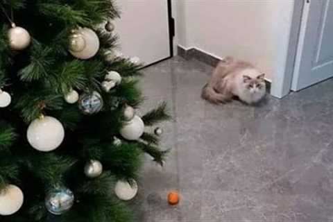 funny animals funny cats/dog funny animal video best video 2022 - cute cats videos .cat complication