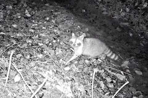 Beaver Dam In The Middle Trail Camera Footage! || Raccoon Party!😆