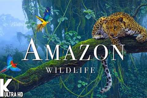 Amazon 4K - The Beautiful World of the Amazon | Scenic Relaxation Film - 4K VIDEO ULTRA HD