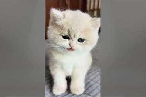 Cute Cat Compilation 🐈| Beautiful Cat| Humpty Hobbies