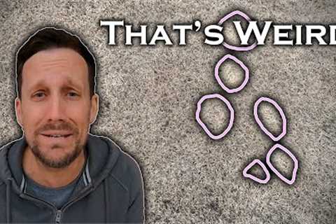 Prove me wrong. There's a disease in my dormant lawn!